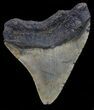 Bargain, Megalodon Tooth - North Carolina #67138-2